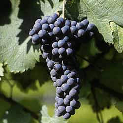 lambrusco maestri